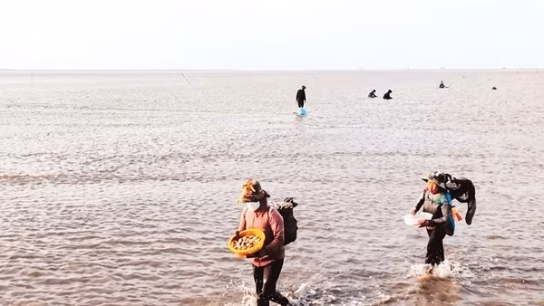 Bãi nghêu Cù Lao Dung rộng hơn 830 ha, nhưng nguồn lợi tự nhiên đang suy giảm, nhất là nghêu giống.