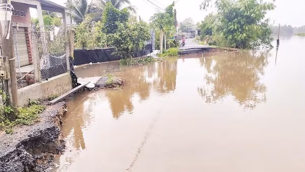 Triều cường kết hợp mưa lớn gây sạt lở một đoạn giao thông trên tuyến kênh 28, nước tràn vào bên trong nhà và vườn cây ăn trái của Nhân dân ở xã Hội Cư, tỉnh Đồng Tháp.