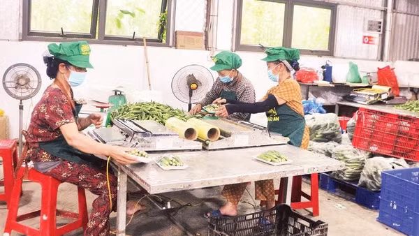 Đóng gói rau sạch tại Hợp tác xã Nông sản sạch Bảo An.