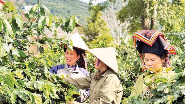 Nông dân xã Mường Ảng được hỗ trợ vay vốn thực hiện thành công mô hình trồng cà-phê đem lại hiệu quả kinh tế cao.