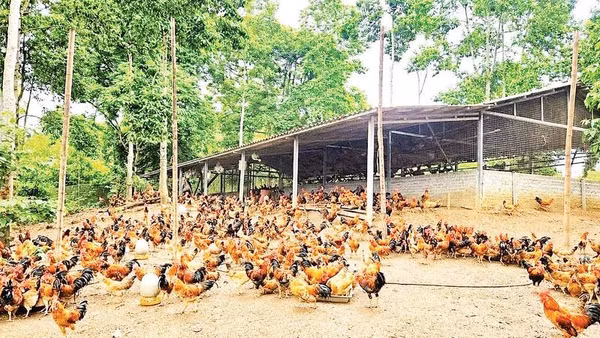 Mô hình nuôi gà dưới tán cây dổi của Hợp tác xã Dịch vụ thương mại Chí Thiện (xã Quyết Thắng) cho hiệu quả kinh tế khá với hàng nghìn con gà thịt được xuất mỗi năm.