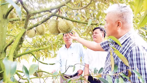 Diện tích sầu riêng có mã số vùng trồng ở Đắk Lắk ngày càng nhiều (Ảnh CÔNG LÝ)