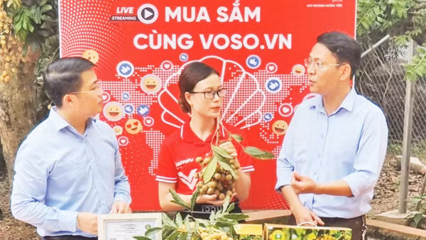Livestream quảng bá nhãn lồng ngay tại vùng trồng xã Tân Hưng, tỉnh Hưng Yên.
