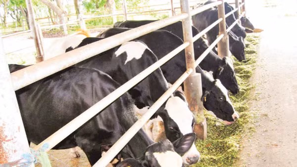 Trang trại nuôi 25 con bò sữa của ông Liêu Anh Tuấn ở ấp Sô La, xã Ngọc Tố cho thu nhập gần 4 triệu đồng/ngày. 