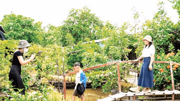 Du khách tham quan vườn du lịch sinh thái miệt vườn tại thành phố Cần Thơ. 