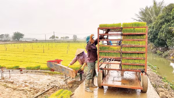 Sản xuất mạ khay phục vụ cấy máy tại vùng sản xuất lúa tập trung ở xã Bình Giang (Ảnh QUỐC VINH)
