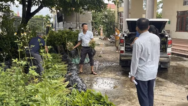 Người dân xã Lục Nam vận chuyển cây giống về nhà. (Ảnh: HH)