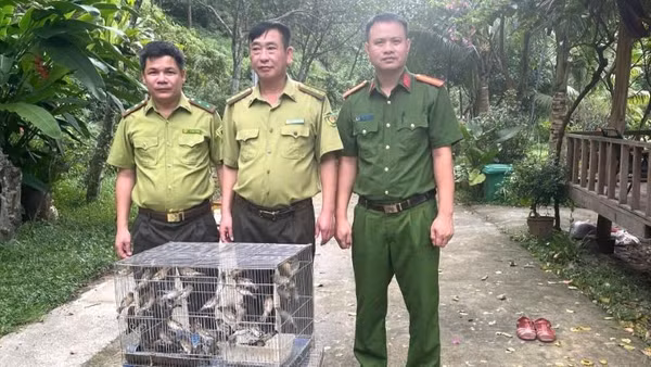 Cán bộ Hạt Kiểm lâm liên phường, xã Bắc Ninh thu giữ chim hoang dã. (Ảnh: ĐH)