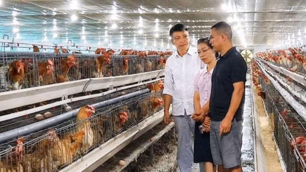 Bắc Ninh phát triển chăn nuôi gà quy mô trang trại. (Ảnh: NGỌC QUANG)