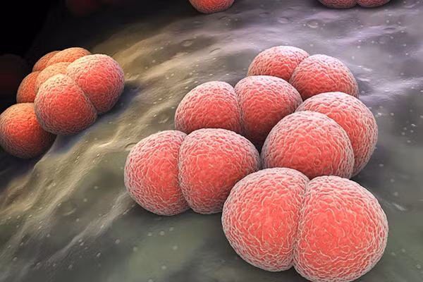 Vi khuẩn Neisseria meningitidis. (Ảnh minh họa)