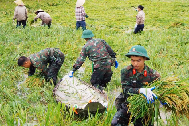 Chiến sĩ Sư đoàn 316 hỗ trợ người dân thu hoạch lúa sau mưa bão.