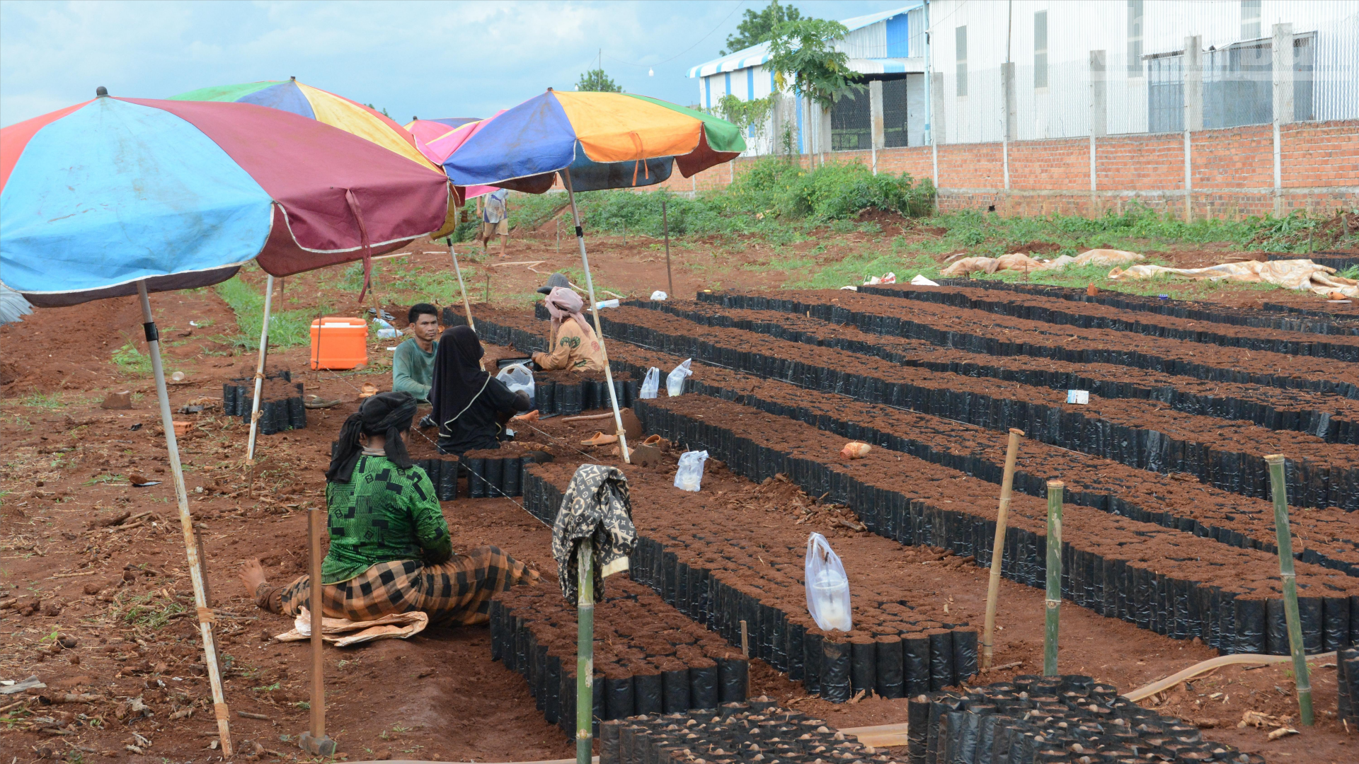 Trong những mùa cao điểm, doanh nghiệp của ông Pon Chhun Hay có thể tạo việc làm cho khoảng 50 lao động. Trong ảnh: các công nhân đang ươm cây điều con. (Ảnh: ĐINH TRƯỜNG) ndo_tr_cong-nhan-trong-dieu.png