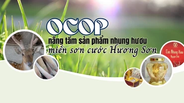 OCOP nâng tầm sản phẩm nhung hươu miền sơn cước Hương Sơn