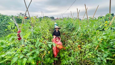 Trải nghiệm hái cà chua sạch tại khu nông trại-vườn rau sạch Long Biên. (Ảnh: Linh Tâm)