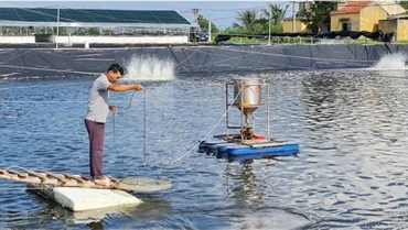 Quy trình nuôi tôm 3 giai đoạn của Công ty cổ phần Thủy sản Tân An, thị xã Quảng Yên, tỉnh Quảng Ninh.