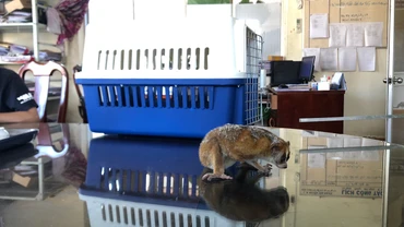 Cá thể Culi được người dân giao nộp.