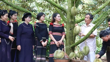 Sản xuất sầu riêng tại Hợp tác xã dịch vụ nông nghiệp sạch, huyện Krông Pắc. Ảnh | NGUYỄN CÔNG LÝ