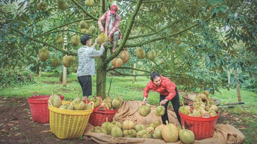 Nông dân Đắk Nông thu hoạch sầu riêng.