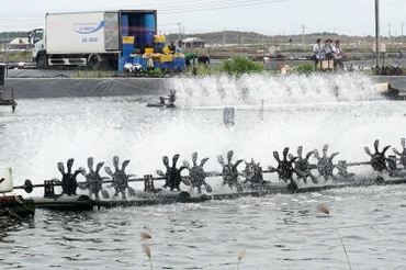 Vùng nuôi tôm công nghiệp ở tỉnh Sóc Trăng.