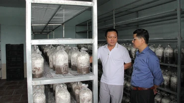 Hợp tác xã Duca, huyện Việt Yên đã sản xuất thành công nấm đông trùng hạ thảo ở dạng tươi và dạng sấy khô.