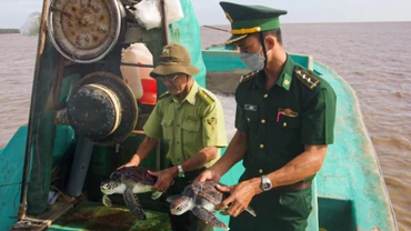 Đồn Biên phòng Trung Bình và Hạt kiểm lâm liên huyện Trần Đề-Cù Lao Dung thả các cá thể rùa biển họ Vích về môi trường tự nhiên. 