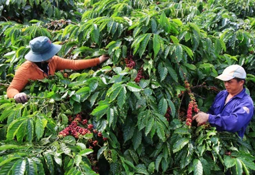 Chính sách hỗ trợ về bảo hiểm nông nghiệp sẽ mang lại lợi ích rất lớn cho người trồng cà-phê và hồ tiêu trên địa bàn tỉnh Đắk Nông.