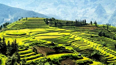 Mùa vàng, mùa cốm trên cao nguyên trắng Bắc Hà. (Ảnh: TRÁNG CƯỜNG)