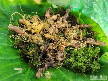 Sâm Ngọc Linh củ khi đưa vào bán tại phiên chợ sâm Ngọc Linh hằng tháng được các cơ quan chức năng kiểm tra và chịu trách nhiệm về chất lượng sản phẩm.