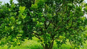 Vườn bưởi của hộ ông Mai Xuân Thìn, xã Đắk Ru, huyện Đắk R’lấp, tỉnh Đắk Nông vừa được cấp mã số vùng trồng xuất khẩu sang Mỹ.