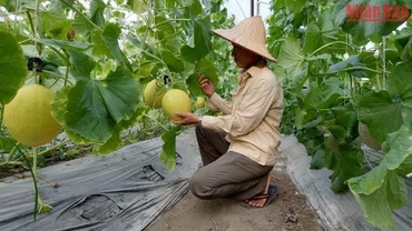 Mô hình trồng dưa lưới ứng dụng công nghệ cao của Hợp tác xã Dương Quang (thành phố Bắc Kạn). (Ảnh: Thu Cúc)