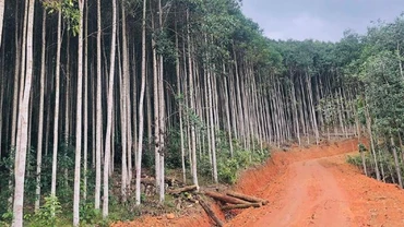 Một tuyến đường lâm nghiệp mới hoàn thành tại thành phố Bắc Kạn. (Ảnh: HƯƠNG LAN).