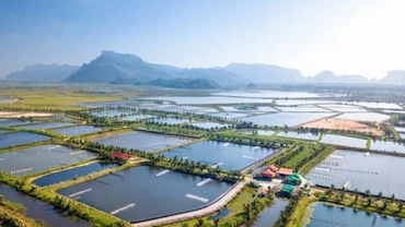 Giảm 30% tiền thuê đất, mặt nước cho đối tượng ảnh hưởng bởi dịch Covid-19