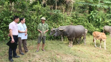 Cán bộ Phòng Giao dịch Ngân hàng Chính sách Xã hội huyện Vị Xuyên kiểm tra việc sử dụng vốn vay theo Nghị quyết 11 tại xã Ngọc Linh. 