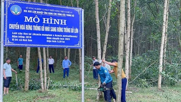 Mô hình chuyển đổi cây gỗ nhỏ sang cây gỗ lớn. (Ảnh: MAI HOA)