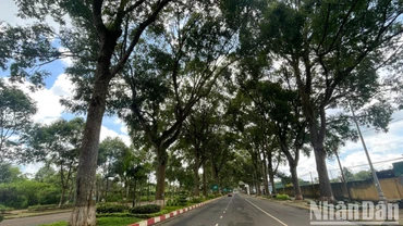 Bất kể ai khi lần đầu tiên đến với thành phố Buôn Ma Thuột đều ấn tượng với hai hàng cây Sao đen cổ thụ dẫn vào Cảng hàng không Buôn Ma Thuột.