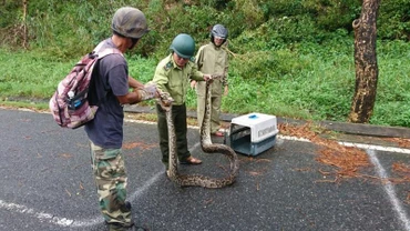Lực lượng chức năng đưa cá thể trăn về chăm sóc và sẽ thả về rừng bán đảo Sơn Trà sau khi trăn khỏe mạnh trở lại. (Ảnh: Nhóm chung tay cứu hộ và bảo tồn động vật hoang dã Sơn Trà cung cấp)