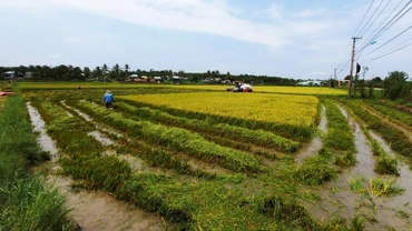 Cánh đồng lúa tại thôn 5, xã Đoàn Kết bị ngã rạp do mưa đá, gió lốc.