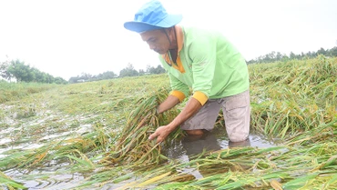 Lúa hè-thu bị đổ ngã do ảnh hưởng mưa, bão.