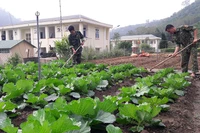 Chiến sĩ Ðồn Biên phòng Tam Chung, huyện Mường Lát trồng rau sạch cải thiện sinh hoạt, hỗ trợ nhân dân học tập, làm theo. 