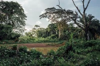 Một góc rừng nhiệt đới tại Cộng hòa Dân chủ Congo. (Nguồn: DeAgostini/Getty Images/TTXVN)