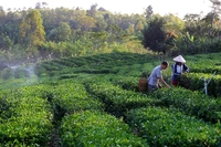 Ảnh: THÀNH ĐẠT