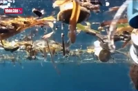 Nhiều khu vực biển vượt ngưỡng nguy hiểm về nồng độ vi nhựa
