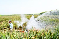 Vùng nguyên liệu khóm ven sông Vàm Cỏ Đông.