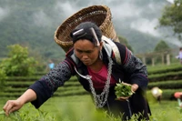 Chè là một trong những sản phẩm nông nghiệp chủ lực đem lại thu nhập, ổn định cuộc sống cho hàng nghìn hộ nông dân Lai Châu.