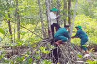 Cán bộ dự án đo lường trữ lượng carbon, loài và chất lượng cây rừng ngập mặn ở Vườn Quốc gia Mũi Cà Mau. Ảnh: BÍCH HỢP