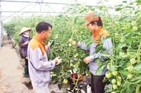 Trồng rau công nghệ cao tại Công ty TNHH xuất nhập khẩu nông sản Hải Phong (huyện Lương Tài).
