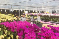 Đẹp mê hồn lan hồ điệp giữa Sa Mù