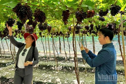 Nông dân tỉnh Khánh Hòa trồng nho đem lại lợi nhuận cao gấp 8 đến 18 lần so với trồng lúa. Nhờ đó, đời sống ngày càng khấm khá. (Ảnh: NGUYỄN TRUNG)