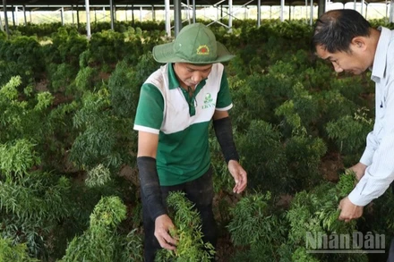 Vườn dược liệu đinh lăng tại Công ty cổ phần Thảo dược liên kết Việt Nam, xã Ninh Sơn, tỉnh Khánh Hòa, nơi cung cấp giống, hướng dẫn kỹ thuật chăm sóc cho nông dân các xã Bác Ái, Bác Ái Tây, Anh Dũng... nhân rộng diện tích dưới tán cây điều, cây trôm, nâng cao thu nhập. (Ảnh: NGUYỄN TRUNG)