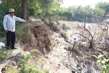 Nhiều điểm sạt lở bờ sông Lu để lại những vách đất dựng đứng, cây cối nghiêng ngả, bật gốc, trơ rễ, rất nguy hiểm. (Ảnh: NGUYỄN TRUNG)